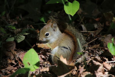 Close-up of a squirrel on a field