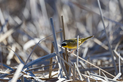 Close-up of bird perching on branch