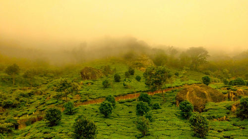 Scenic view of forest