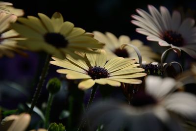 Close-up of flowers blooming outdoors