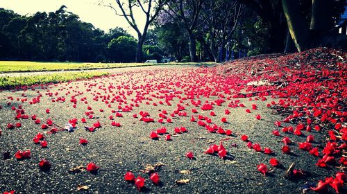 Plants growing on field