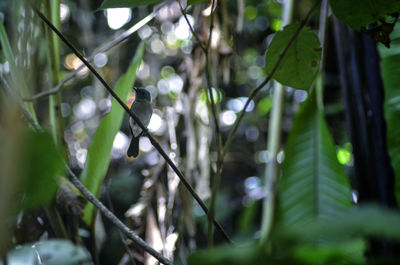 Low angle view of bamboo trees