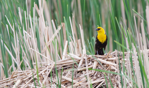 Close-up of bird perching on grass