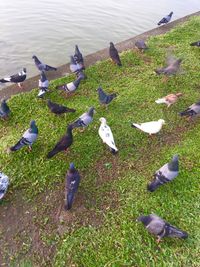 High angle view of swans on lake