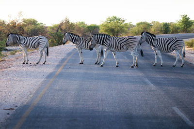 View of zebra crossing