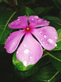 Close-up of wet pink flower blooming outdoors