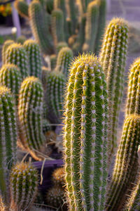 Close-up of cactus plant