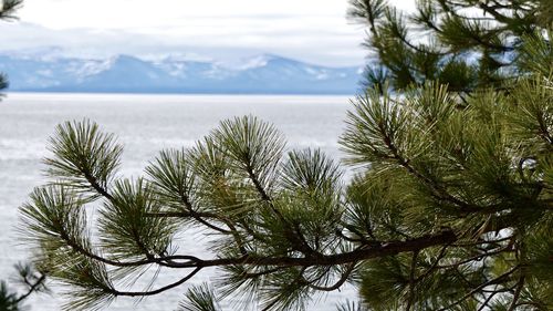 Tree by sea against sky