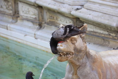 Close-up of pigeon perching on statue