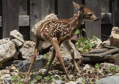 Deer standing in a field