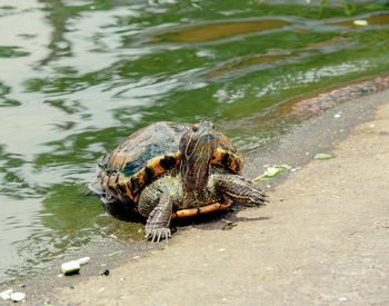 Close-up of turtle on beach