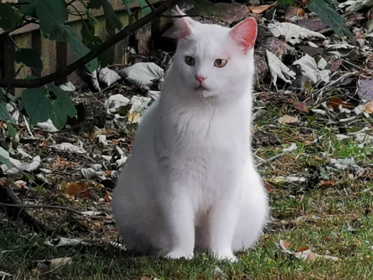 WHITE CAT ON FIELD