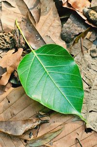 High angle view of maple leaves