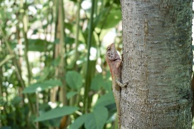 Close-up of squirrel on tree trunk