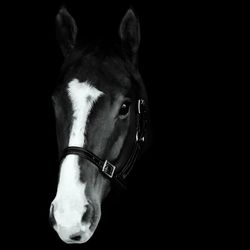 Lenny the thoroughbred racehorse 