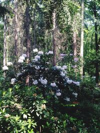 Trees growing in forest