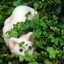 Close-up of mushroom growing on plant