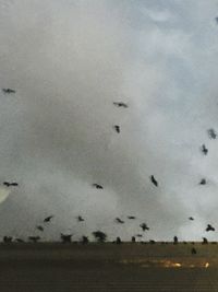 Flock of birds flying against sky