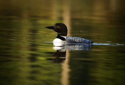 Close-up of common loon swimming in lake