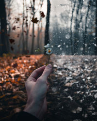 Midsection of person holding leaves in forest