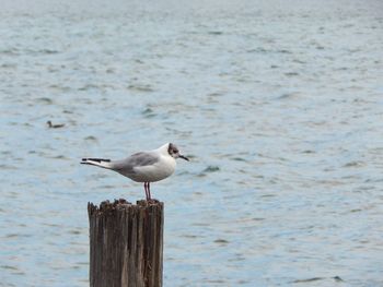 Seagull perching on wooden post