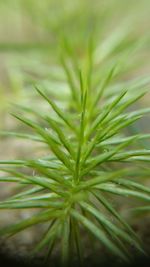 Close-up of fresh green plant