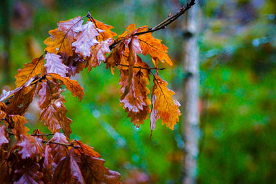 Close-up of maple leaves on tree