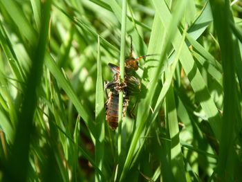 Close-up of bee on plant