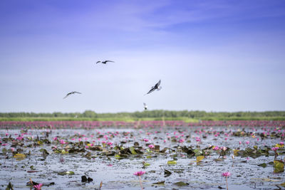 Flock of birds flying against sky