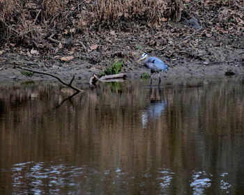 Birds in lake