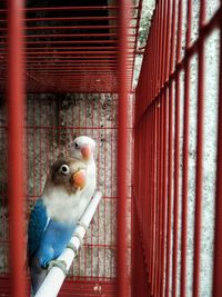 View of parrot in cage