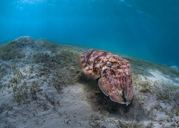 Turtle swimming in sea