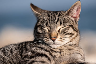 Close-up of a cat