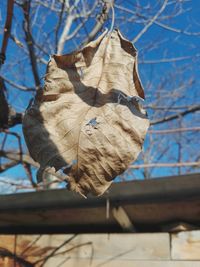 Low angle view of dry leaf on branch