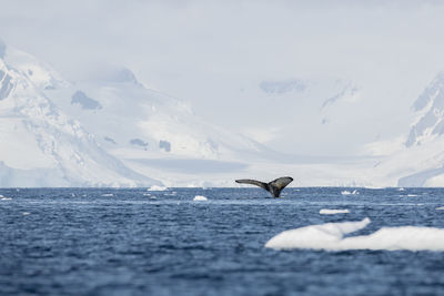 Scenic view of sea and snowcapped mountain