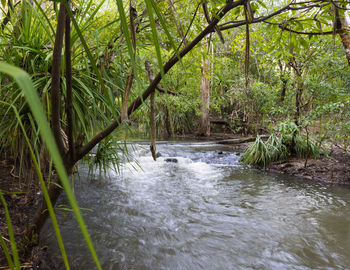 River flowing amidst trees in forest