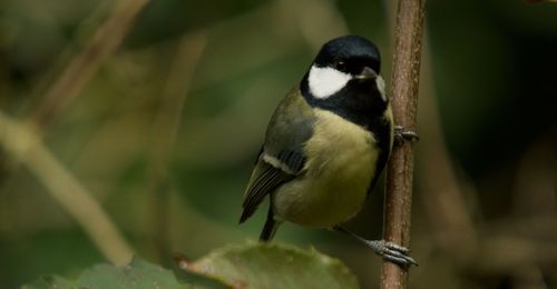 Close-up of bird perching on a plant