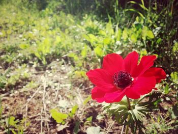 Close-up of red flower