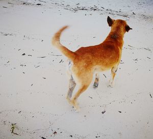 Dog standing on sand