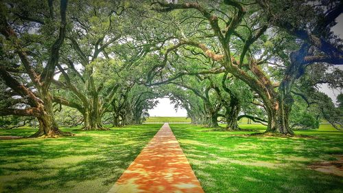 Footpath amidst trees