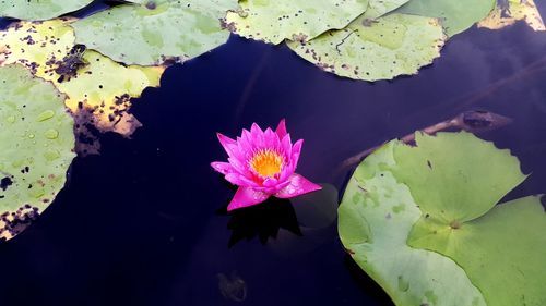 Lotus water lily in lake