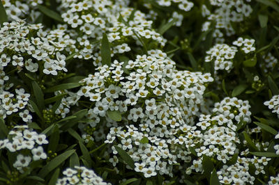 Close-up of white flowering plants