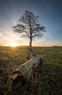 Tree on field against sky during sunset