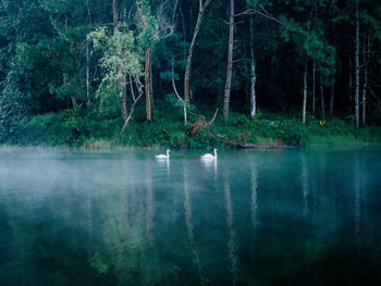 View of birds in lake