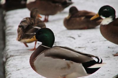 Close-up of mallard duck