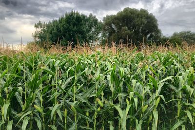 Crops growing on field against sky