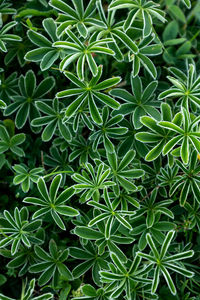 Full frame shot of plants