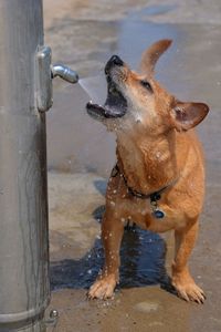 Dog playing in water