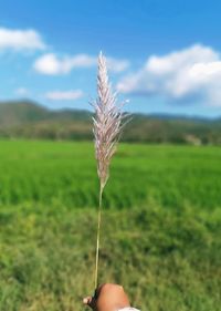 Close-up of hand holding plant on field