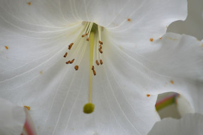 Full frame shot of white flower